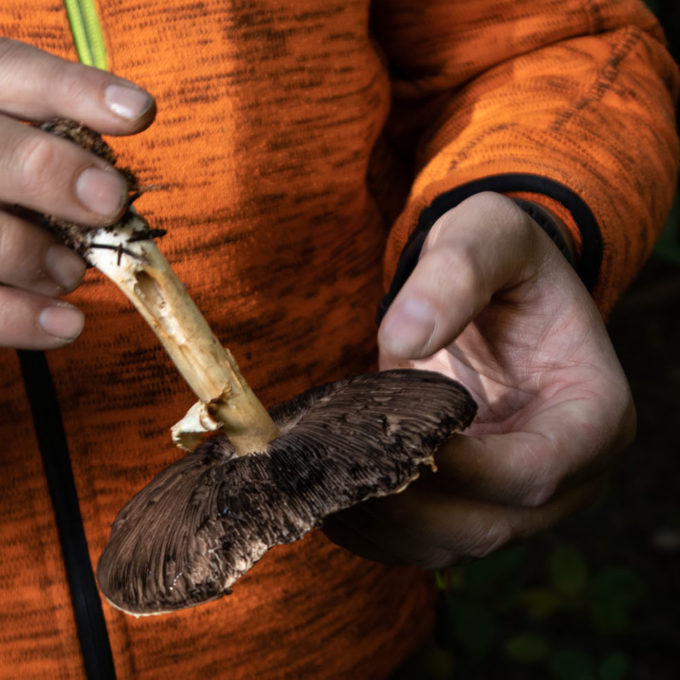 Ateliers champignons