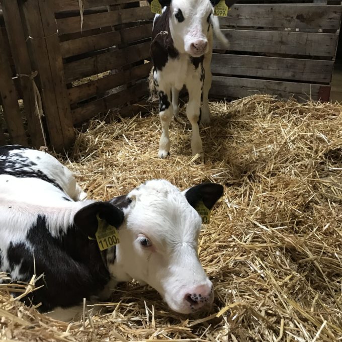 Visite à la ferme des Amburnex