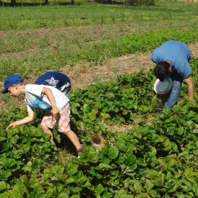 Visites à la Ferme