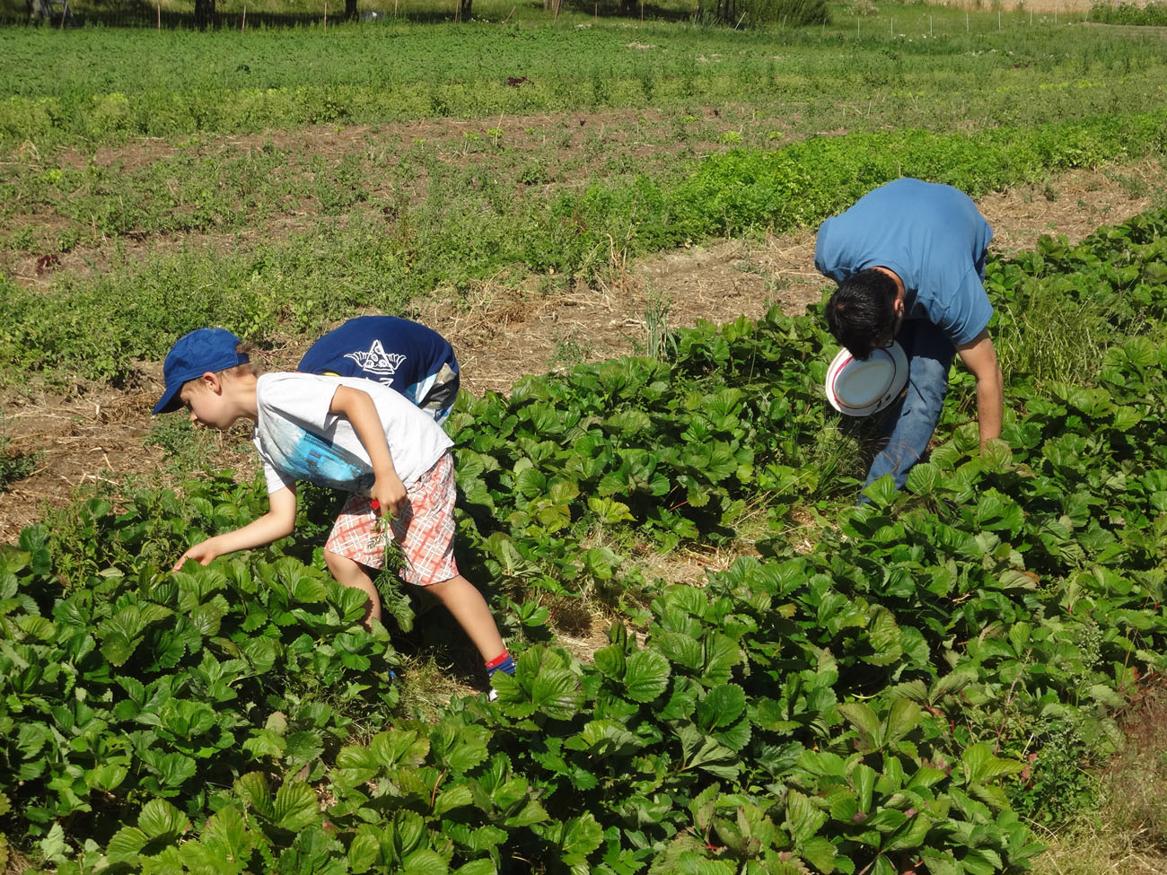 Visites à la Ferme 2018 photo #1