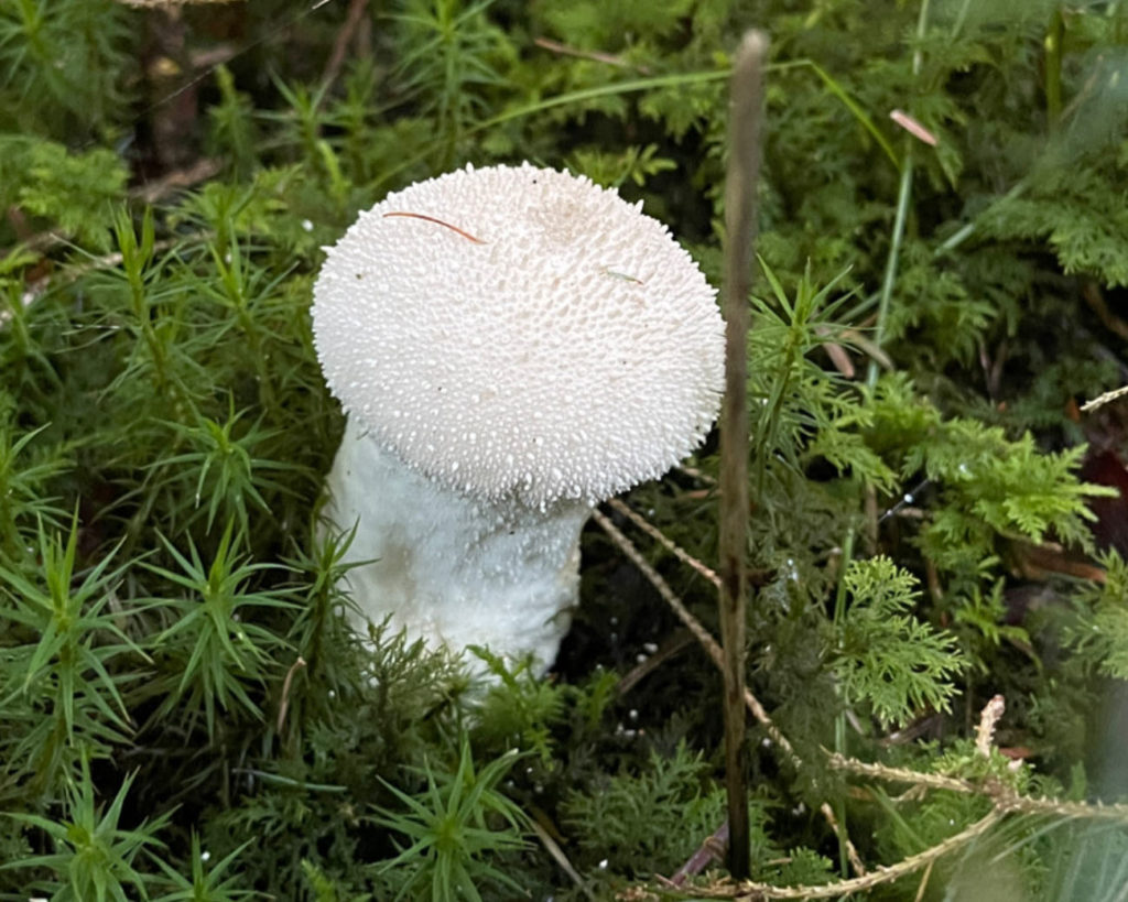 Event's image: Mushroom workshop