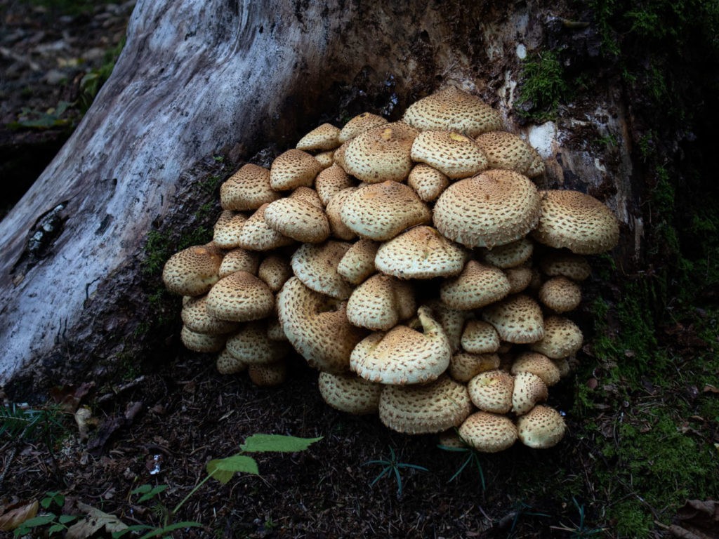 Image de l'événement :: Atelier champignons
