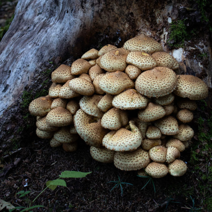 Ateliers champignons 2021 photo #6