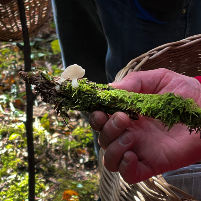 Ateliers champignons 2021 photo #10