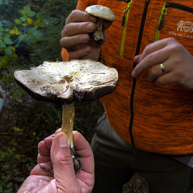 Ateliers champignons 2021 photo #11