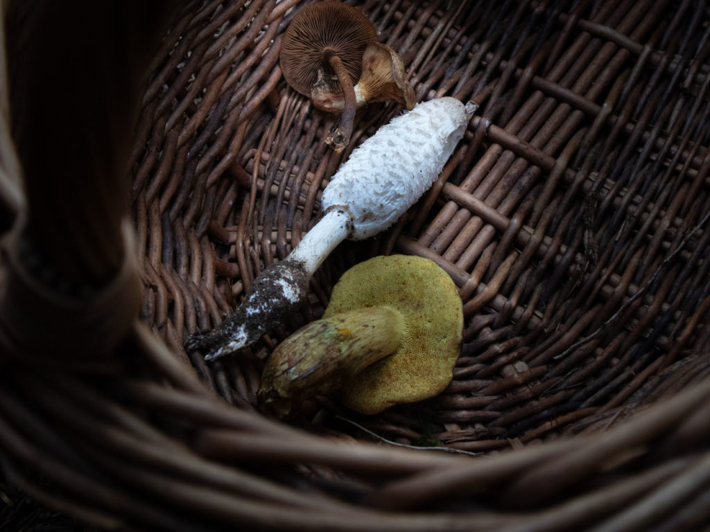 Image de l'événement :: Ateliers Champignons et Fondue