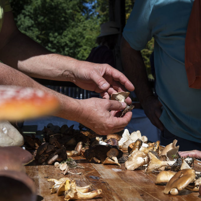 Marché d’automne ProSpecieRara 2018 photo #15