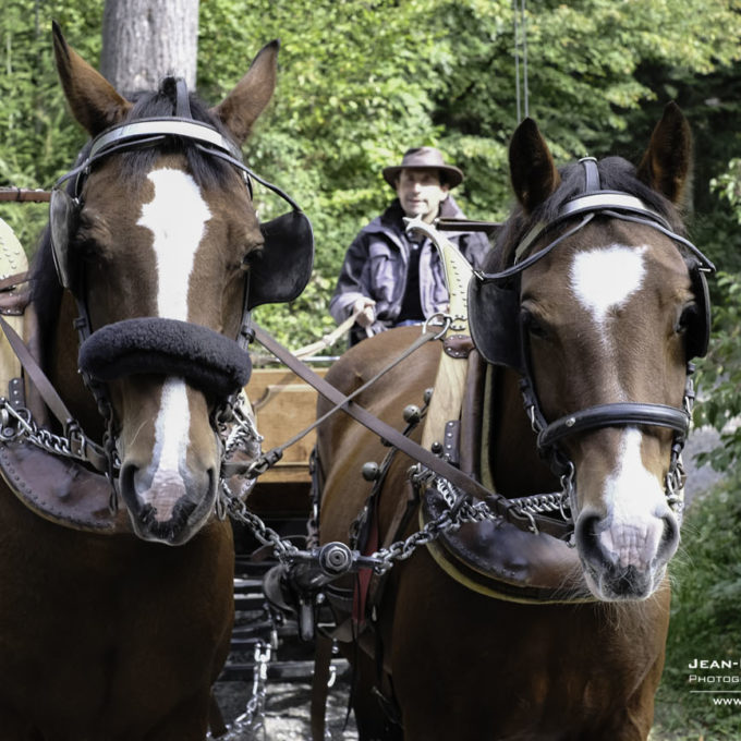 Sanglier, façon joratoise 2018 photo #13