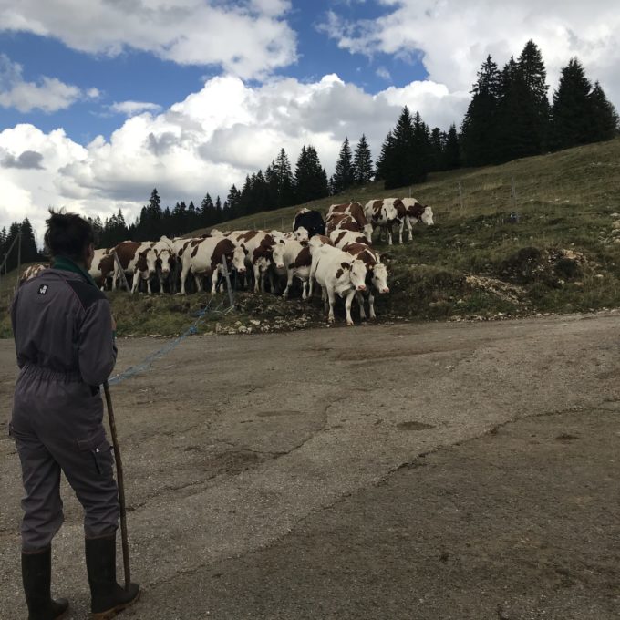 Visite à la ferme des Amburnex photo #2