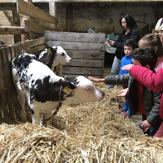 Visite à la ferme des Amburnex photo #4