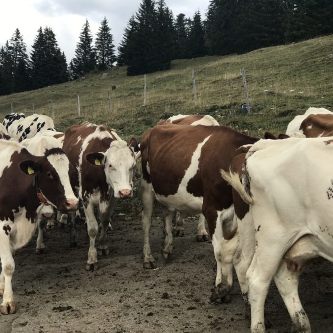 Visite à la ferme des Amburnex photo #6