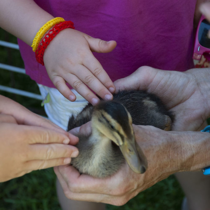 Visites à la Ferme 2018 2018 photo #10