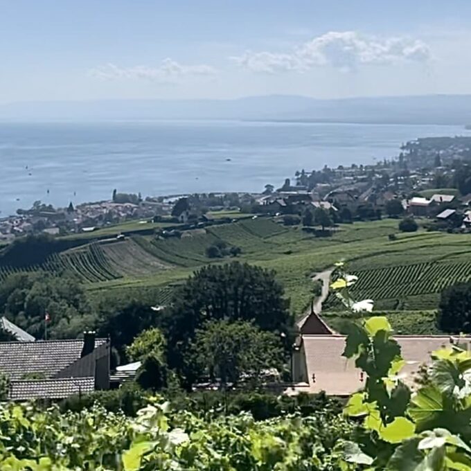 Le chasselas de la vigne à l’assiette !