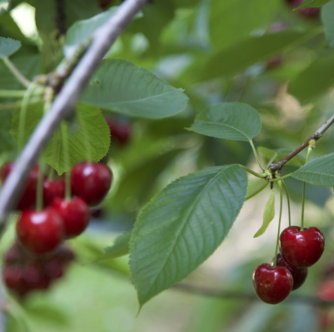 Photo : Henny Fruits : Rte de la Blécherette 82, 1052 Le Mont-sur-Lausanne