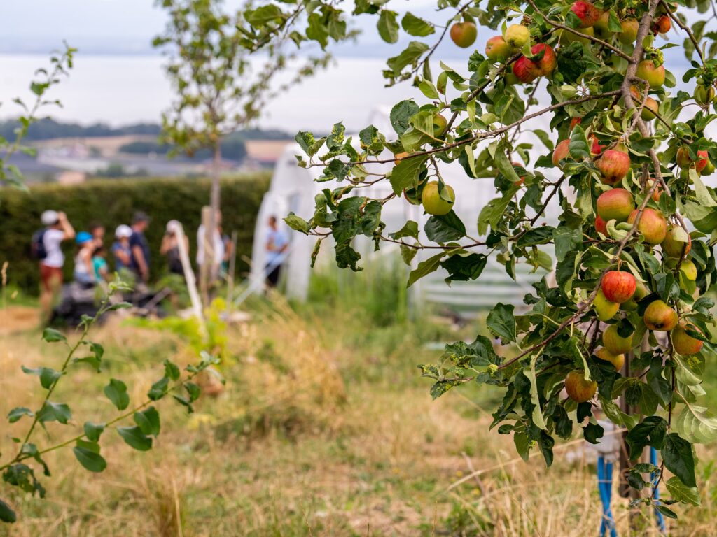 Event's image: Farm Visits 