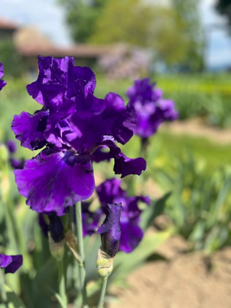Image de l'événement :: Déjeuner secret au Jardin