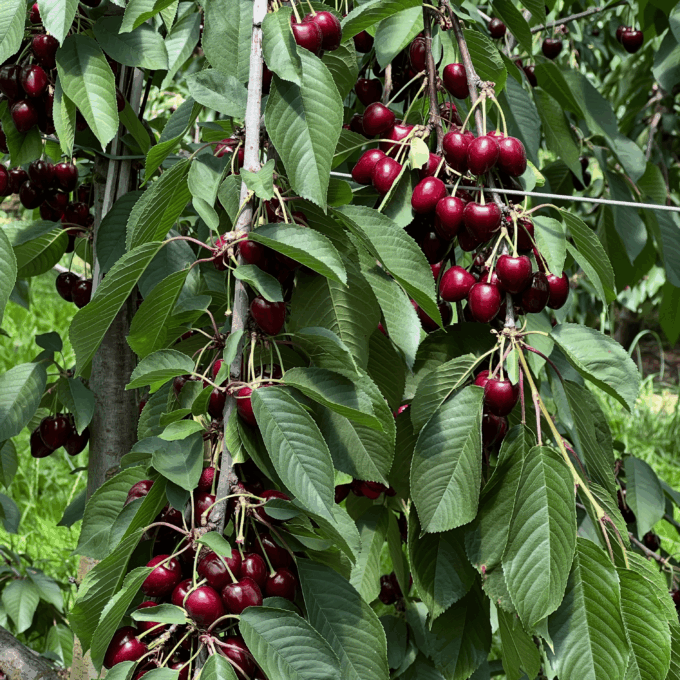 Les visites à la ferme – Henny Fruit