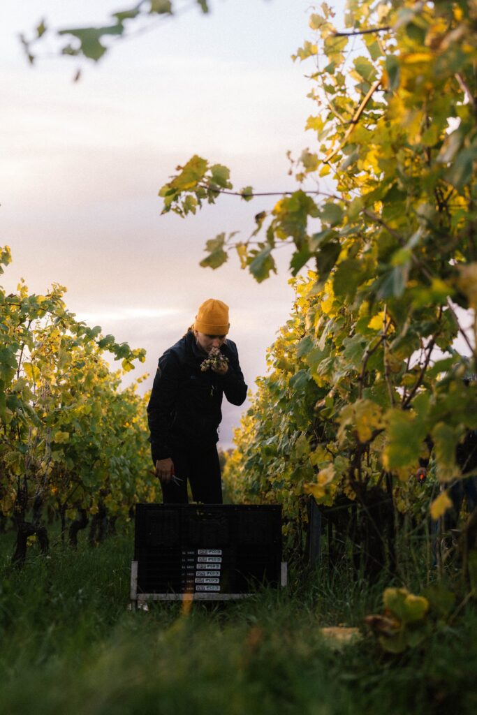 Image de l'événement :: À la découverte des vendanges