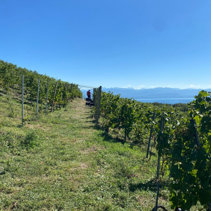 À la découverte des vendanges